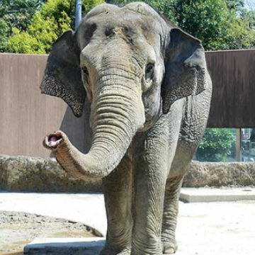 日立市かみね動物園