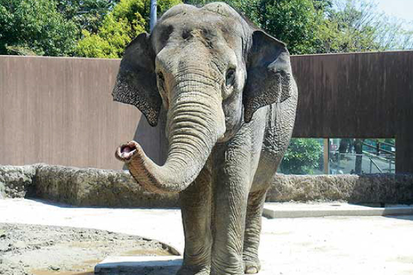 日立市かみね動物園